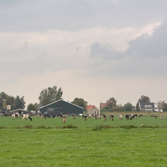 Boerderij en vee van de familie De Hertog; Oudendijk vanuit de Beetskoog op een grijze dag in oktober