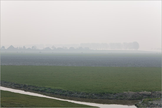 Nevelpaarden vanaf de Noorddijk tussen Oudendijk en Avenhorn