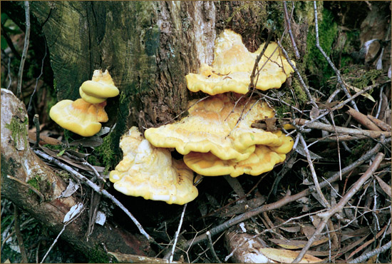 Laetiporus Sulphureus (Zwavelzwam in Dutch) on an Eucalyptus tree in Kinloch Hourn