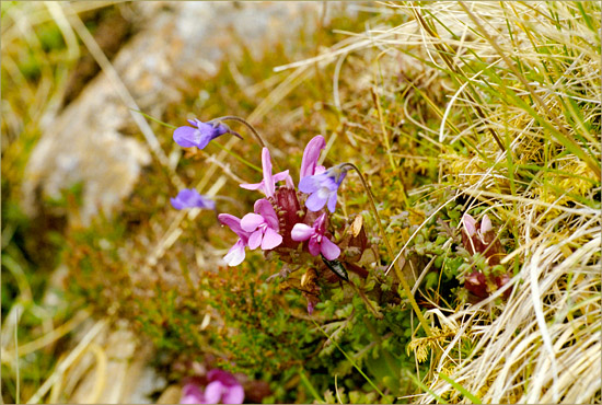 Butterwort and lousewort with a beetle along Allt a' Choire Dhuibh