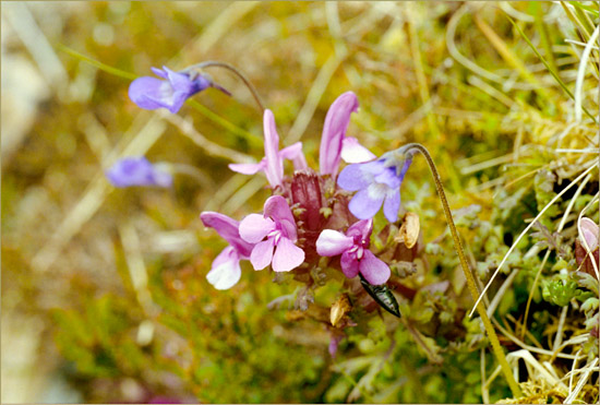 Lousewort with a beetle and butterwort along Allt a' Choire Dhuibh