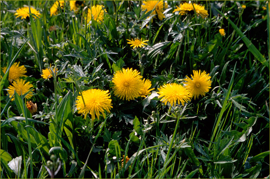 Paardebloemen in de dijkvoet van de Beetskoogkade