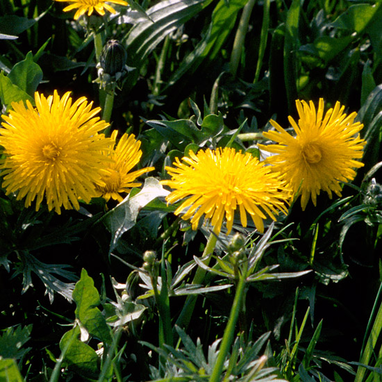 Zoom: Paardebloemen in de dijkvoet van de Beetskoogkade