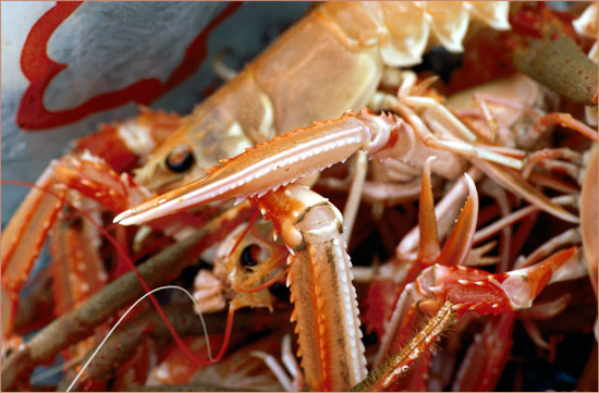 A poly poke filled with prawns and lobsters, freshly caught from Loch Hourn by Stephen - stalker at Barrisdale