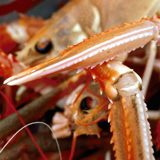 Zoom: A poly poke filled with prawns and lobsters, freshly caught from Loch Hourn by Stephen - stalker at Barrisdale