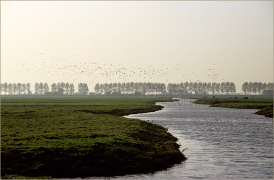 Smienten boven en op de Grote Waterling in de Beetskoog, vanaf de brug