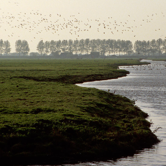 Zoom: Smienten boven en op de Grote Waterling in de Beetskoog, vanaf de brug