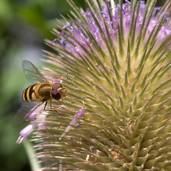 Zoom: Zweefvlieg op kaardebol