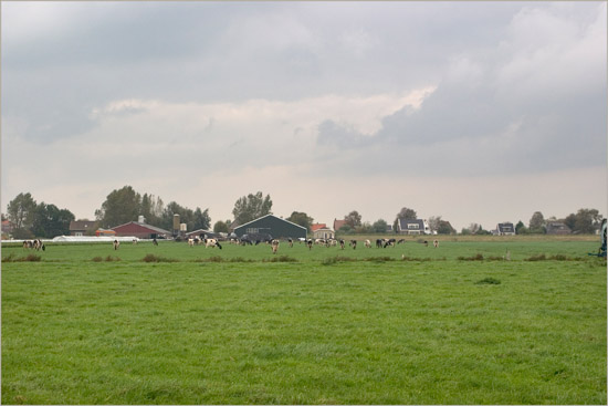 Boerderij en vee van de familie De Hertog; Oudendijk vanuit de Beetskoog op een grijze dag in oktober