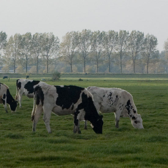 Zoom: Koeien in de Beetskoog en oktoberpopulieren op de Noorddijk