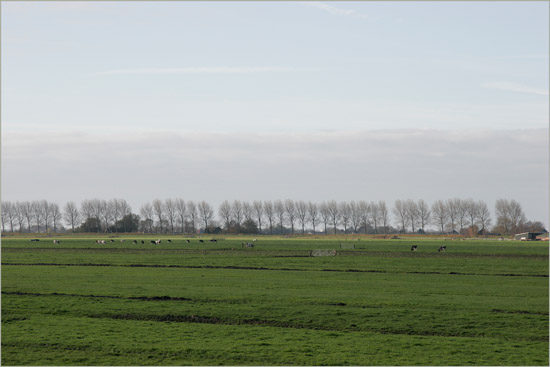 Koeien in de Beetskoog en populieren op de Noorddijk, op een novemberochtend