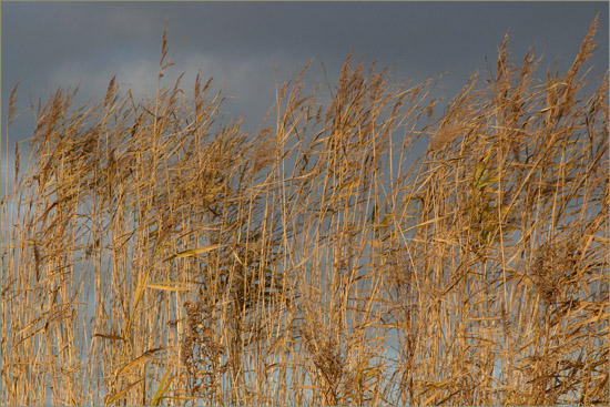 Novemberriet langs de ringsloot in de namiddagzon