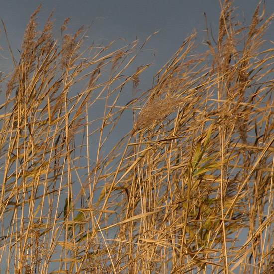 Novemberriet langs de ringsloot in de namiddagzon