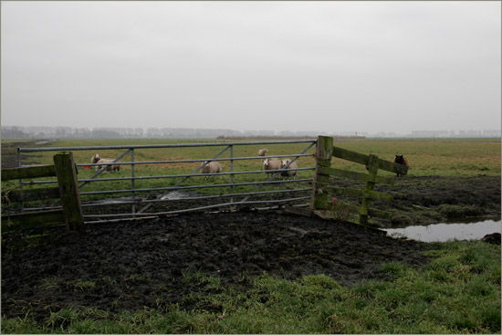 Schapen op een nevelige decembermiddag op het land van Worp in de Beetskoog