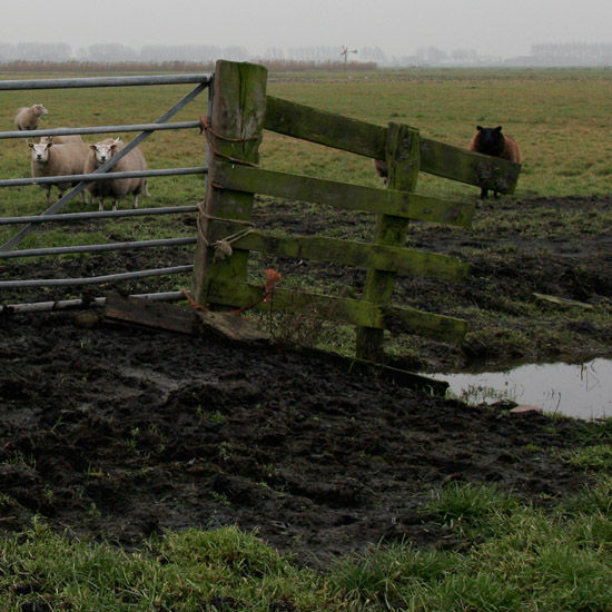 Zoom: Schapen op een nevelige decembermiddag op het land van Worp in de Beetskoog