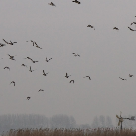 Zoom: Smienten in de Beetskoog op een nevelige decembermiddag