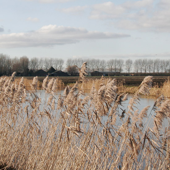 Mug boven het kerstijs op de Waterling in de Beschoot