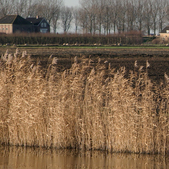 Zoom: Een vluusje ijs op de Waterling in de Beschoot; verder weg de Slimdijk en rechts de Beemsterbrug