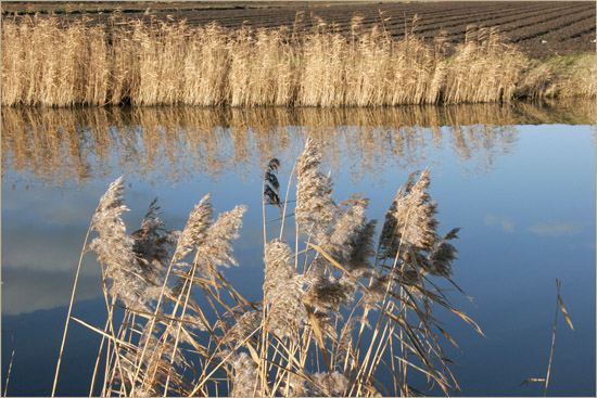 Winterse luchtspiegeling in de Waterling in de Beschoot, met drie maal riet