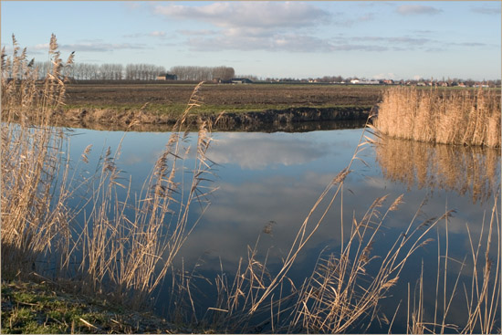 Resten van rietkragen langs de Beschoter Waterling in de winterse middagzon