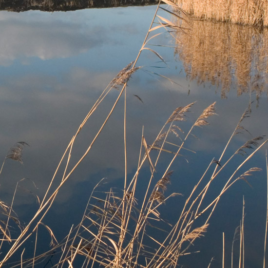 Resten van rietkragen langs de Beschoter Waterling in de winterse middagzon