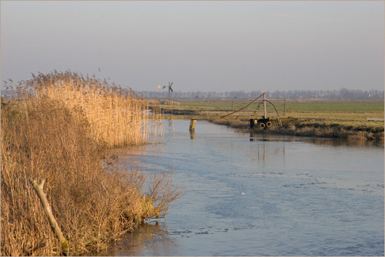 Namiddagzon in januari op het riet bij de brug over de Waterling in de koog