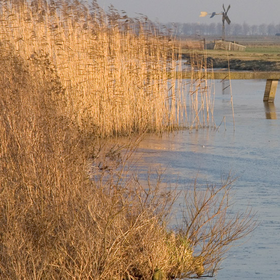 Zoom: Namiddagzon in januari op het riet bij de brug over de Waterling in de koog