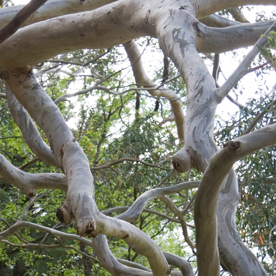 Zoom: Amongst the well-hidden branches