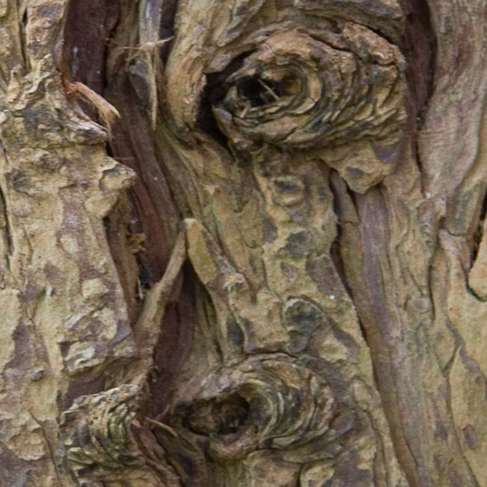 Zoom: Trunk misery