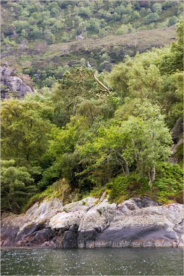 Eilean Mhogh-sgeir in Loch Hourn, refuge of herons