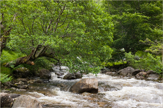 A leafy branch of the Loch Hourn river after some rain