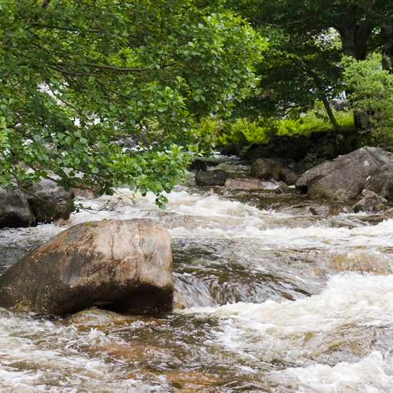 A leafy branch of the Loch Hourn river after some rain