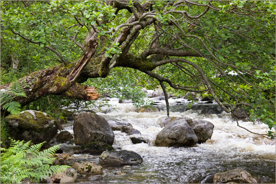 The Loch Hourn river forcing its way through the trees