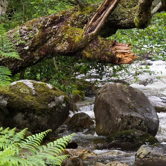 Zoom: The Loch Hourn river forcing its way through the trees