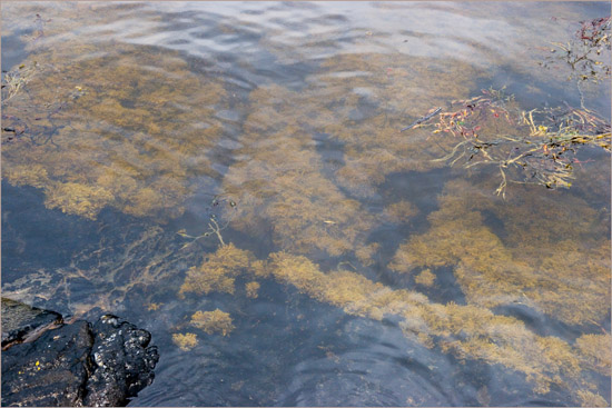 The tidal shoreline of Loch Hourn in evening light, near the narrow entrance to Loch Beag