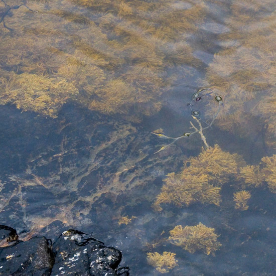 Zoom: The tidal shoreline of Loch Hourn in evening light, near the narrow entrance to Loch Beag