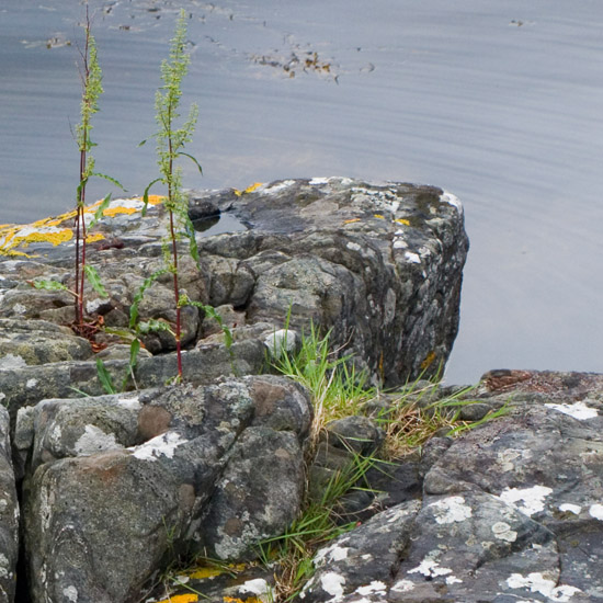 Zoom: Seaweed, lichen, sorrel and grass in the evening light, along Loch Hourn at incoming tide