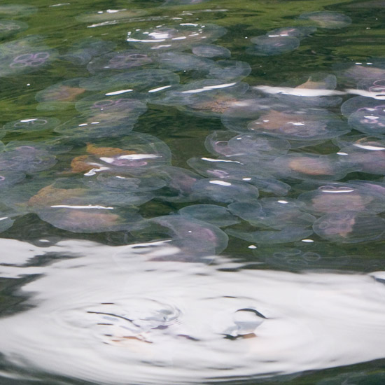 Jellyfish, jellyfish everywhere, and not a bite to eat