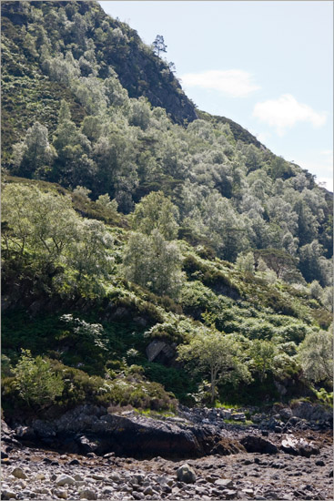 Summer sunshine lighting up the birches above Runeval beach