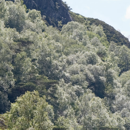 Summer sunshine lighting up the birches above Runeval beach