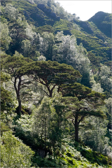 Late afternoon sun through pines and birches above Runeval