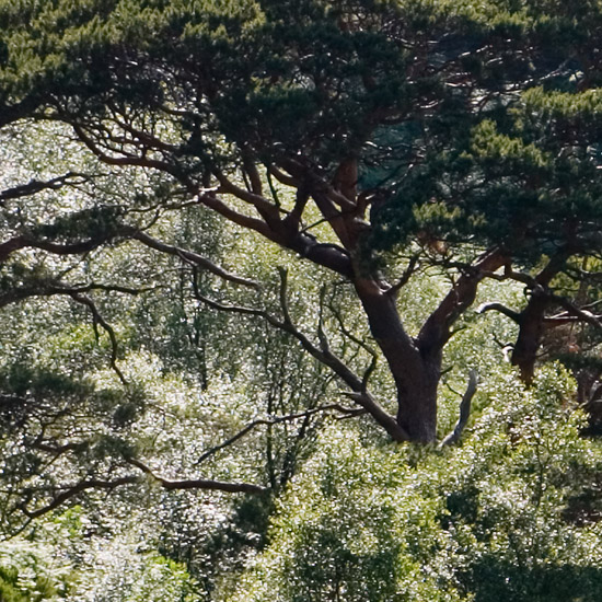 Zoom: Late afternoon sun through pines and birches above Runeval