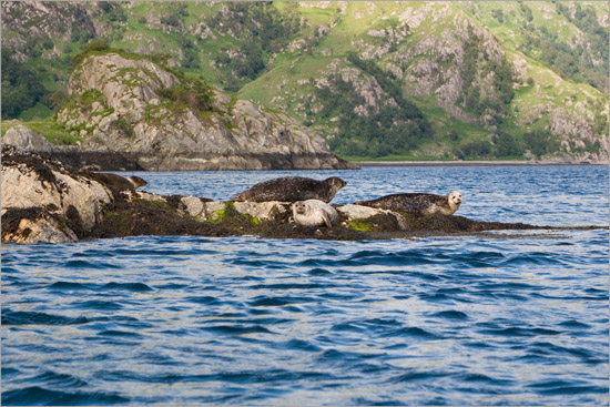 Lochournians basking in the evening sun – behind them, the dino's skull of Cnap an t-Sear