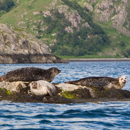 Zoom: Lochournians basking in the evening sun – behind them, the dino's skull of Cnap an t-Sear