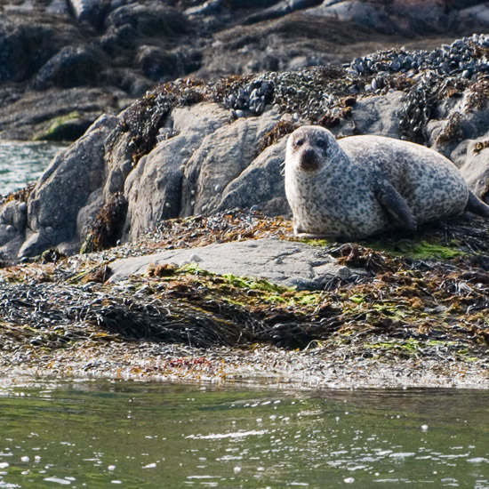 Zoom: Lazing on a blind rock at low tide