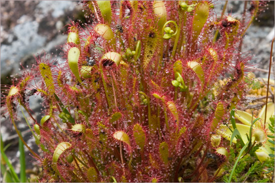 The Great Sundew, Devourer of Flies and Midges