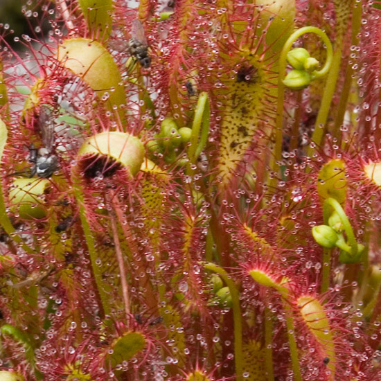 Zoom: The Great Sundew, Devourer of Flies and Midges