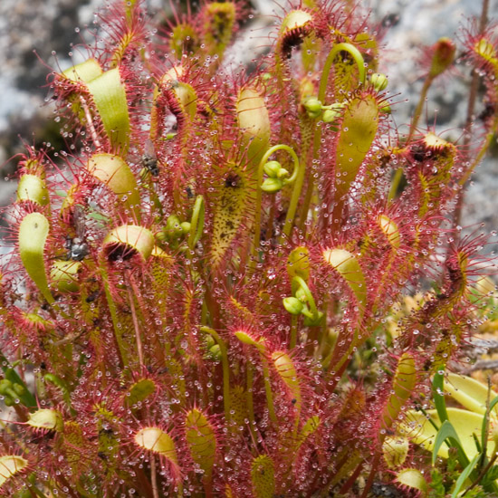 Zoom: The Great Sundew, Devourer of Flies and Midges