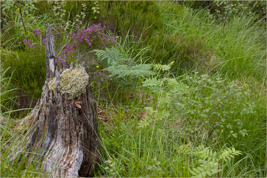 Death and regeneration in Glen Barisdale