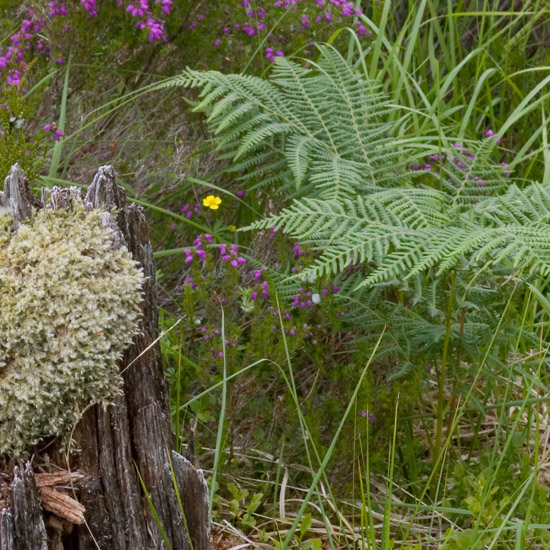 Zoom: Death and regeneration in Glen Barisdale